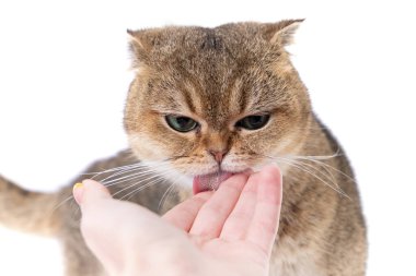 Yeşil gözlü tüylü İskoç kedisi sahibinin elini beyaz arka planda yalıyor.