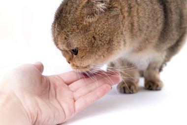 Altın İskoç kedisi, bir kadının elindeki bir paketten bir ziyafet yer..