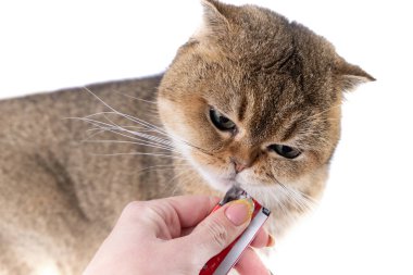 Altın İskoç kedisi, bir kadının elindeki bir paketten bir ziyafet yer..