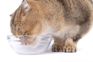 Altın İskoç kedisi beyaz arka planda cam bir kasenin yanında yemek yiyor.