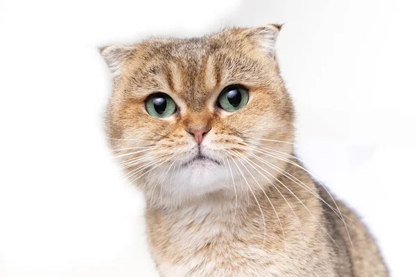Lindo fofo dourado escocês dobra gato com olhos verdes no fundo branco Fotografias De Stock Royalty-Free