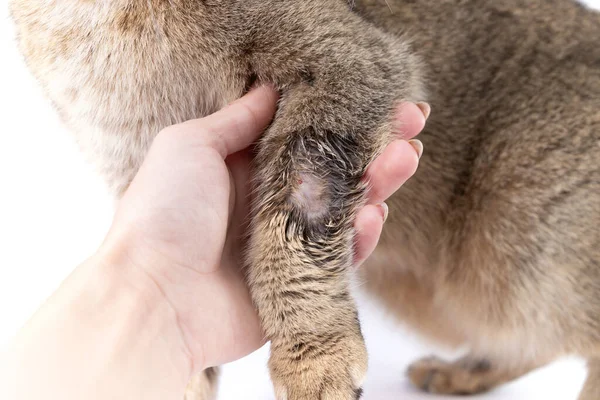 Golden Scottish Fold cat got sick with lichen and owners hand — Stock Photo, Image