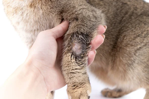 Golden Scottish Fold cat has sick with lichen and owners hands 로열티 프리 스톡 사진