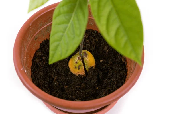 Primo piano di avocado giovane pianta verde in una pentola, piantina di semenzaio, isolato sfondo bianco. — Foto Stock