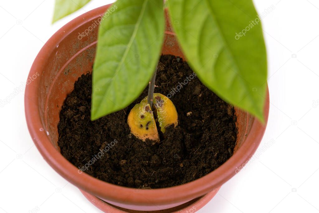 close-up of young green plant avocado in a pot, seedling, isolated white background. 