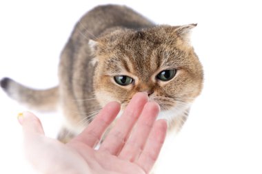 Güzel altın İskoç kedisi yeşil gözlü ve sahibinin eli