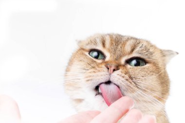 Yeşil gözlü tüylü İskoç kedisi sahibinin elini beyaz arka planda yalıyor.