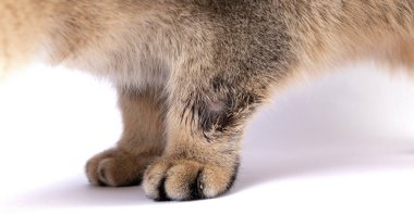 Yakın plan mantar. Kedi lichaen hastalığına yakalandı. Mantarlı deri hastalıkları. 