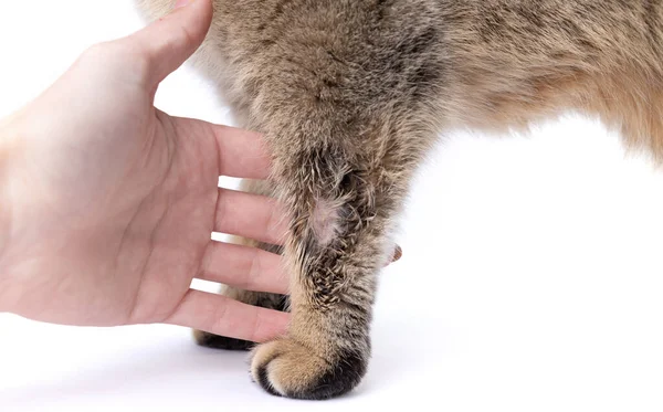 Close-up is ringworm. The cat is sick with lichaen. Skin diseases with fungus. — Stock Photo, Image