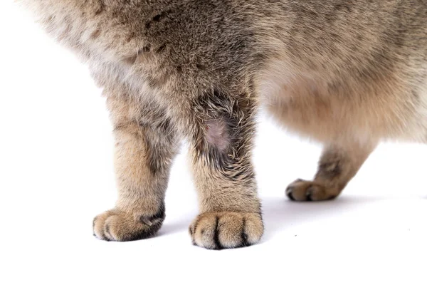 Close-up is ringworm. The cat is sick with lichaen. Skin diseases with fungus. — Stock Photo, Image