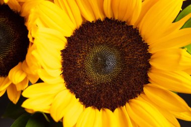 Çiçek açan ayçiçeğinin başına yakın çekim, erkek organlarının dokuları