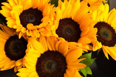 Çiçek açan ayçiçeğinin başına yakın çekim, erkek organlarının dokuları