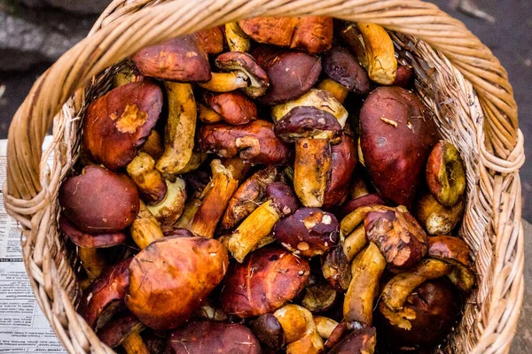 Panier Champignons Dans Petit Marché Kiev Ukraine — Photo