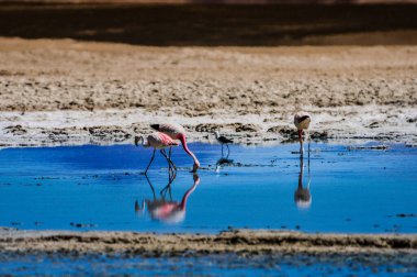 Atacama Çölünde Şili flamingoları
