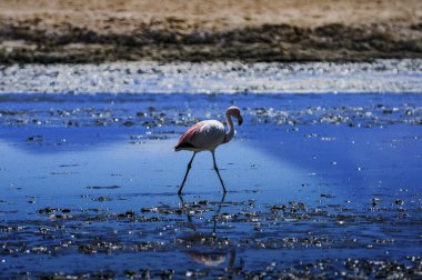 Atacama Çölünde Şili flamingoları