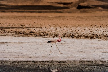 Atacama Çölünde Şili flamingoları