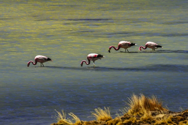 Atacama Çölünde Şili flamingoları