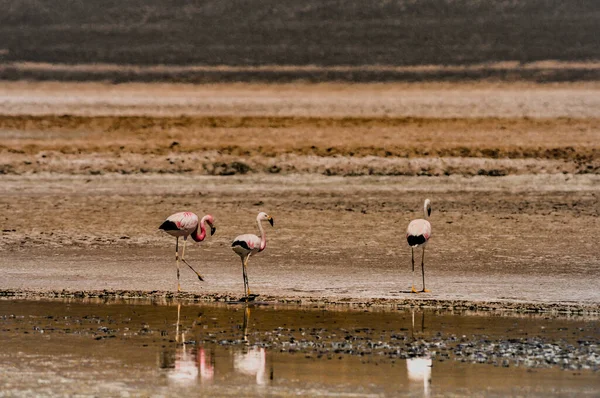 Chilenische Flamingos Der Atacama Wüste — Stockfoto