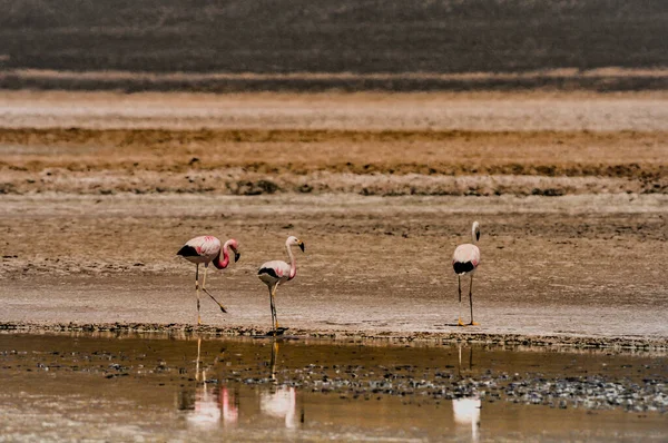 Atacama Çölünde Şili flamingoları