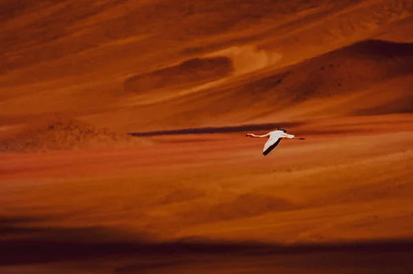 Atacama Çölünde Şili flamingoları