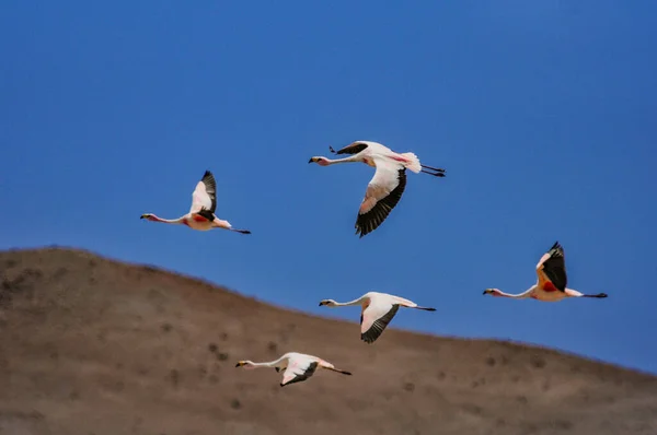 Atacama Çölünde Şili flamingoları