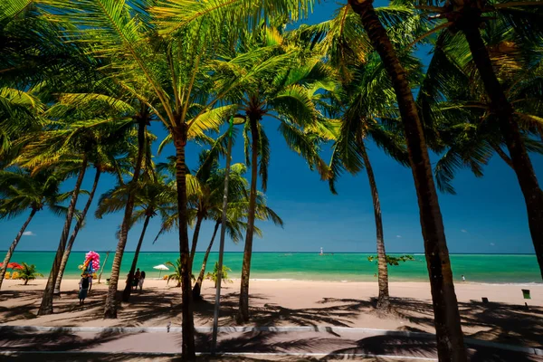 Large palm trees and turquoise waters on a beach in Macei, Brazil
