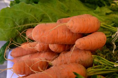 Şili 'deki Atacama Çölü' nden havuç hasadı