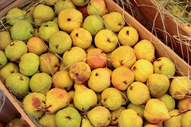 Paskalya armudu hasadı