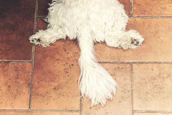 Cão branco bonito descansando no chão — Fotografia de Stock