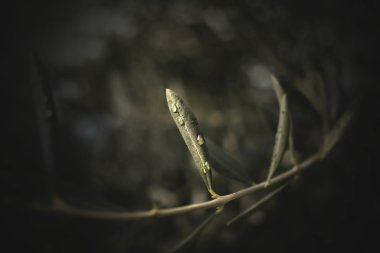 Su damlaları ile zeytin yaprağı