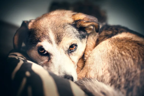 Olhar de um cão assustado — Fotografia de Stock