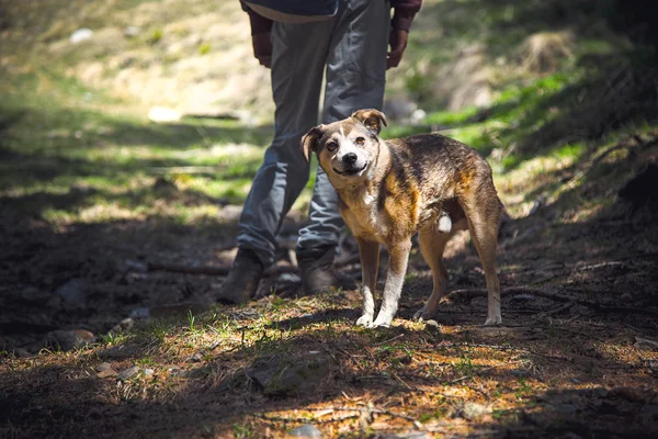 Cane divertente nella natura seguendo il suo proprietario — Foto Stock