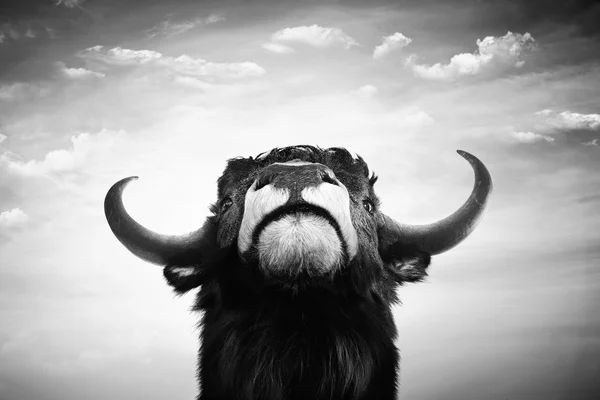 Black and white imponent bull portrait — ストック写真