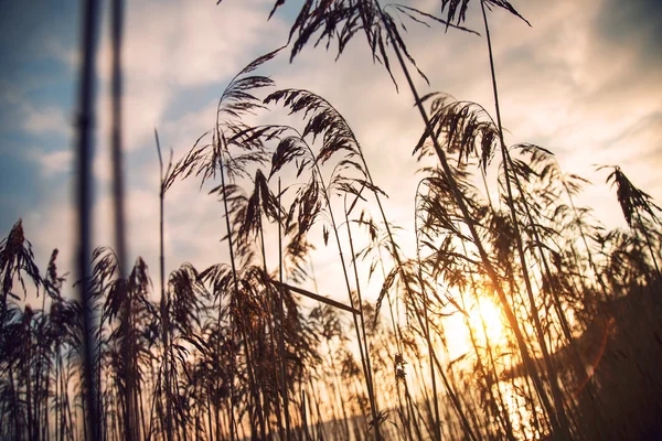 Entre cañas en la orilla del lago al atardecer —  Fotos de Stock