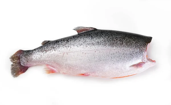 Salmone su fondo bianco. pesce rosso. — Foto Stock