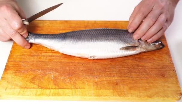 Salted herring cleaned of skin, entrails and bones. — Stock Footage Salted herring cleaned of skin, entrails and bones. Royalty Free Stock Footage
