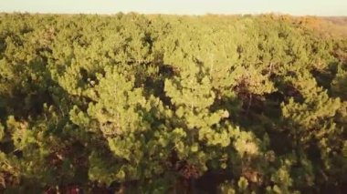 Sonbaharın sonlarında sonbahar ormanında uçmak. Ağaç tepeleri.