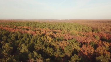 Sonbaharın sonlarında sonbahar ormanında uçmak. Ağaç tepeleri.