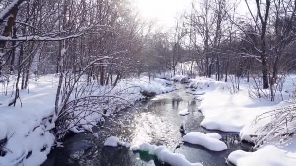 Winter Park. de beek is niet bevroren, de bomen zijn bedekt met sneeuw. — Stockvideo