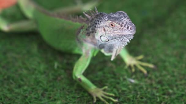Iguana jest jednym z najbardziej popularnych jaszczurek domowych dla miłośników egzotycznych zwierząt domowych. — Wideo stockowe