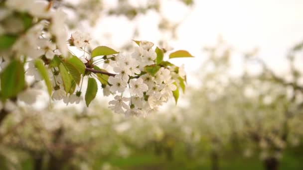 Paisaje. La belleza de la naturaleza de primavera. ramas de cerezos dulces. — Vídeo de stock