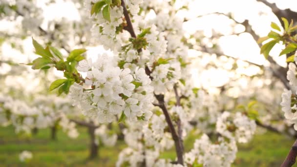 La belleza de la naturaleza de primavera. ramas de cerezos dulces. — Vídeo de stock