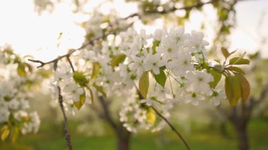  Peyzaj. Bahar doğasının güzelliği. Tatlı kiraz ağaçlarının dalları.