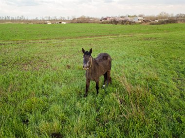 Genç, koyu kahverengi bir at ilkbahar çayırında otluyor. Evcil hayvanlar için otlaklar. Çiftlik. Binicilik Kulübü. binicilik.