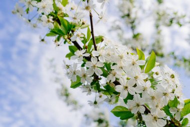 Çiçek açan ağaçların dalları. Bahar doğasının güzelliği. Bahçecilik ve çiftçilik. aromaterapi ve meditasyon. manzara.
