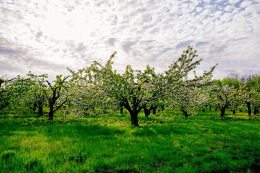 Peyzaj. Baharda kiraz bahçesi. Çiçek açan ağaçların arasında yürü. aromaterapi ve meditasyon. Doğanın güzelliği.