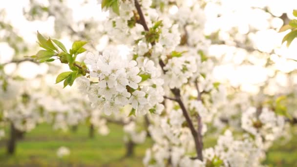 Belleza Naturaleza Primavera Ramas Cerezos Flor Jardinería Agricultura Aromaterapia Meditación — Vídeo de stock