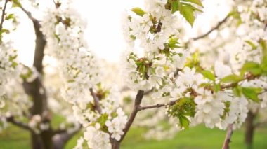 Bahar doğasının güzelliği. Kiraz ağaçlarının dalları. Bahçecilik ve çiftçilik. aromaterapi ve meditasyon. manzara.