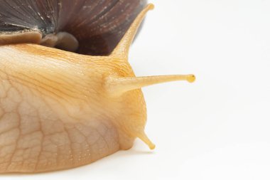 Beyaz arka planda büyük bir kara salyangozunun parçası.. 