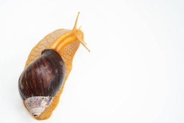 Beyaz arka planda büyük bir kara salyangozu.. 